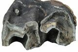 Fossil Woolly Rhino (Coelodonta) Tooth - Siberia #225196-2